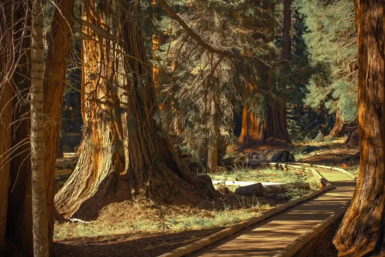 Voici les incontournables de Sequoia Park en Californie